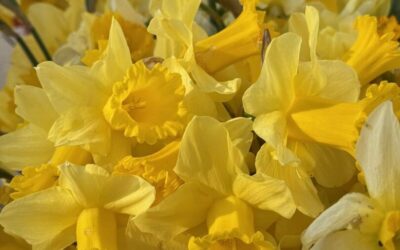 Sudjelovali smo u humanitarnoj akciji povodom Dana narcisa