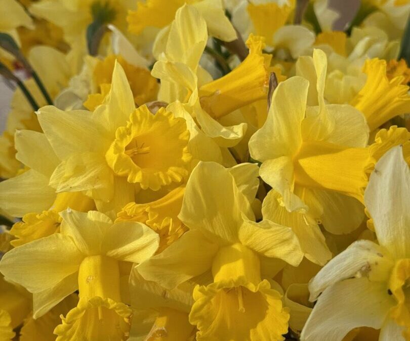 Sudjelovali smo u humanitarnoj akciji povodom Dana narcisa